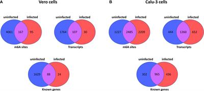 The epitranscriptome of Vero cells infected with SARS-CoV-2 assessed by direct RNA sequencing reveals m6A pattern changes and DRACH motif biases in viral and cellular RNAs